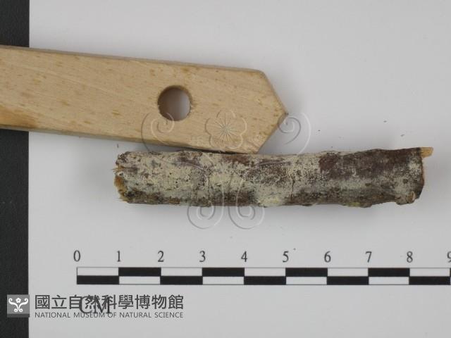 登錄號:F0015092藏品圖，第3張
