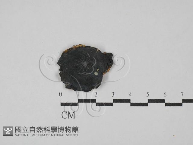 粉褶菌屬藏品圖，第3張
