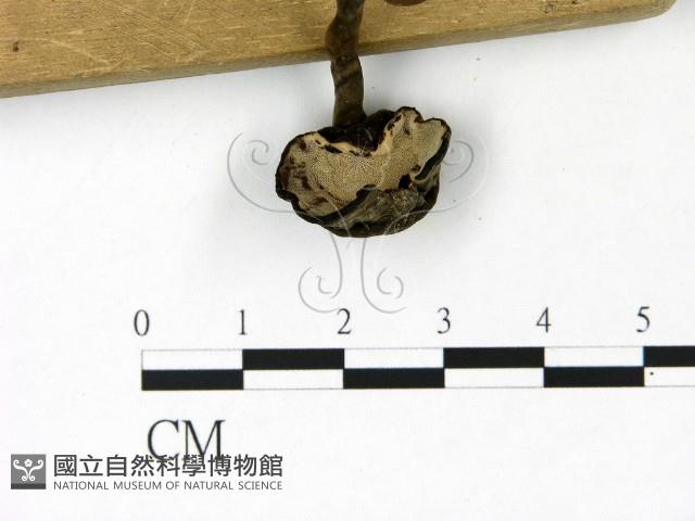 登錄號:F0023092藏品圖，第3張