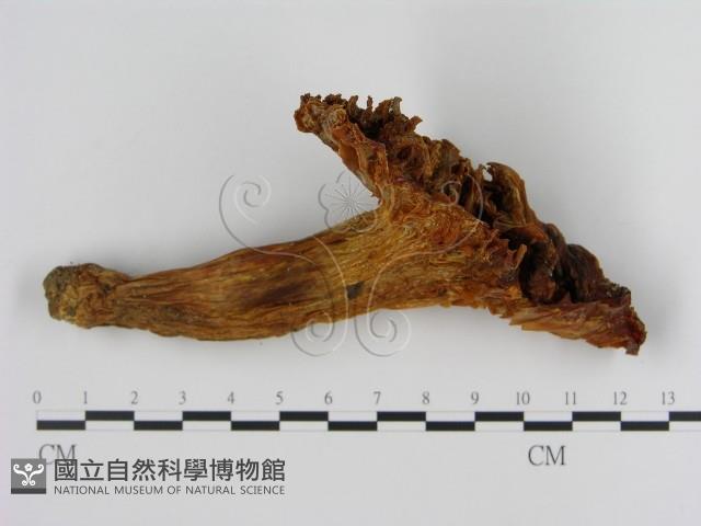 登錄號:F0013092藏品圖，第3張