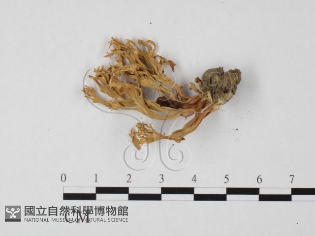 登錄號:F0008392藏品圖，第3張