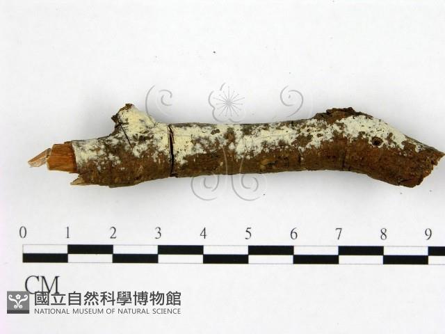登錄號:F0020392藏品圖，第3張