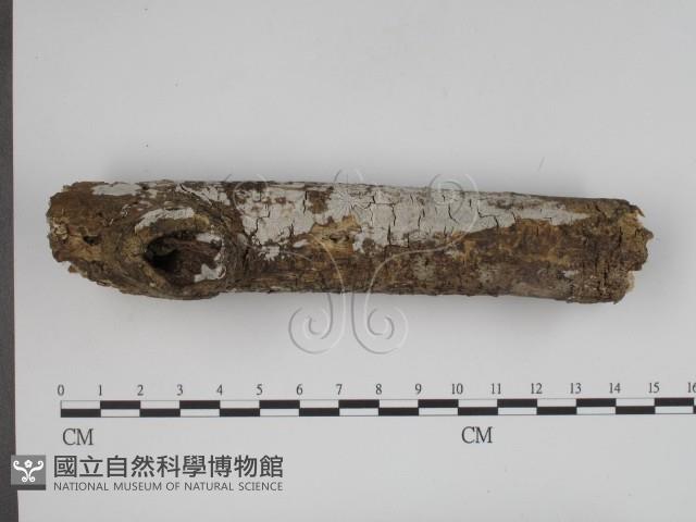 登錄號:F0000392藏品圖，第3張