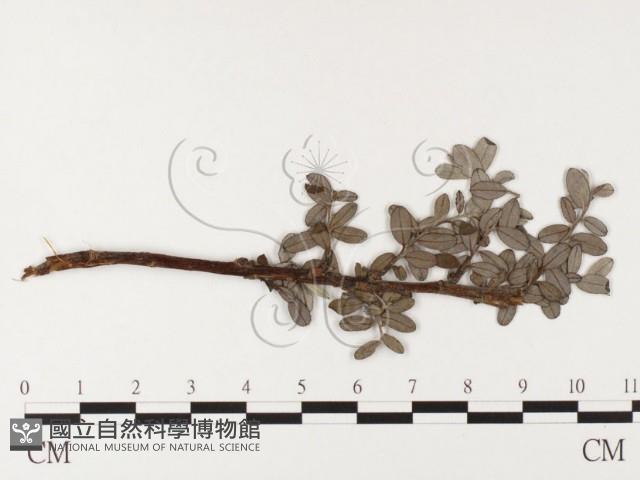 登錄號:F0026392藏品圖，第1張