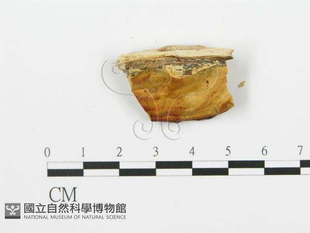 登錄號:F0006392藏品圖，第3張