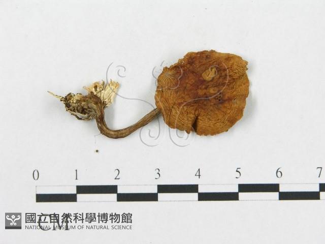 登錄號:F0016392藏品圖，第3張