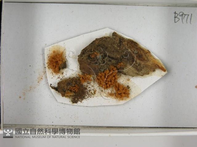登錄號:F0021392藏品圖，第3張