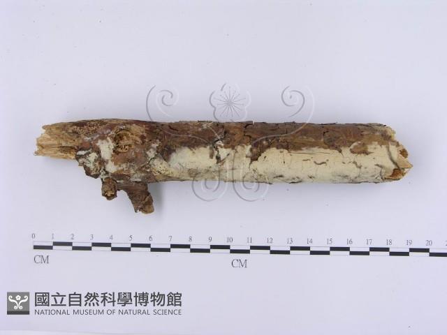 登錄號:F0001392藏品圖，第3張