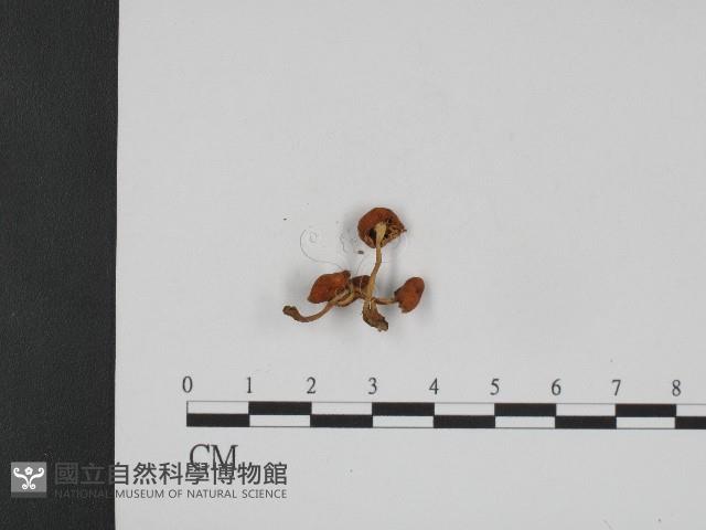 登錄號:F0004392藏品圖，第3張