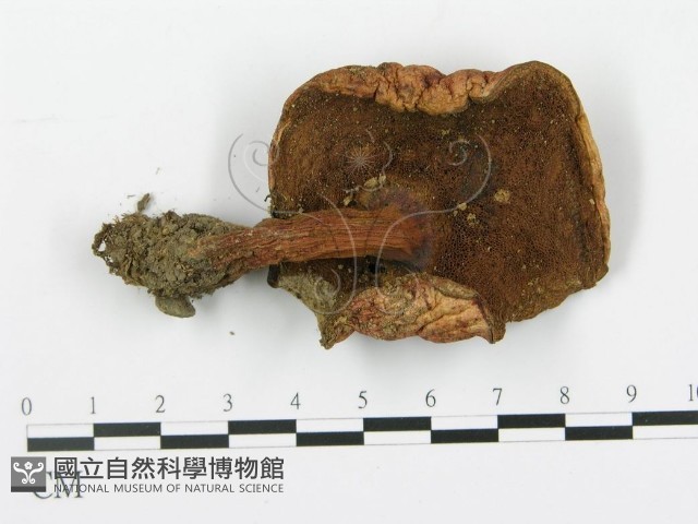 登錄號:F0014392藏品圖，第3張
