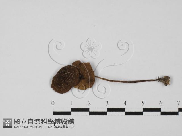 粉褶菌屬藏品圖，第3張