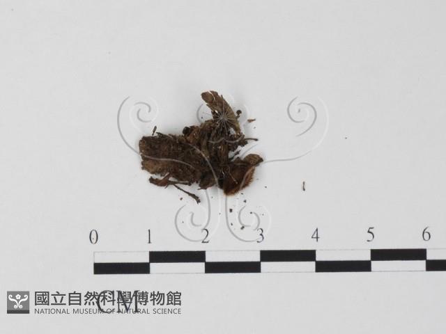 登錄號:F0007392藏品圖，第3張