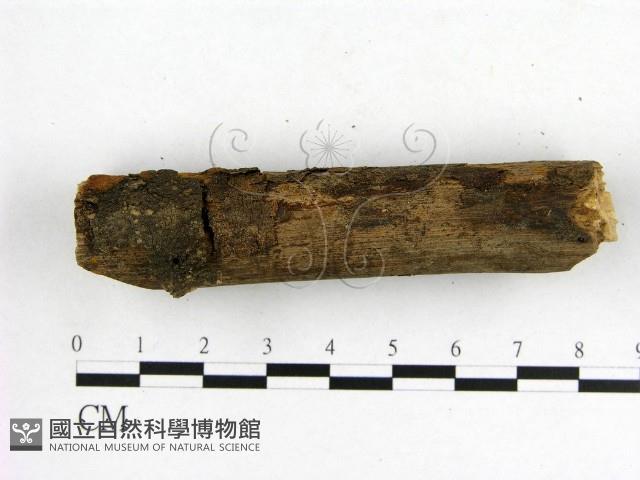 登錄號:F0017392藏品圖，第3張