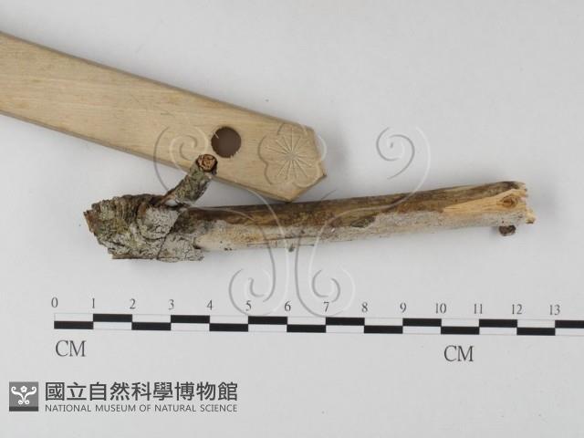 絲皮菌屬藏品圖，第3張