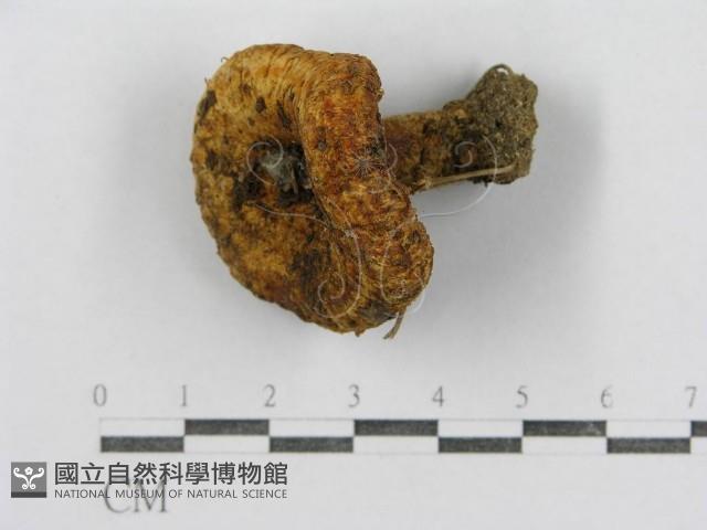 紅菇屬藏品圖，第3張