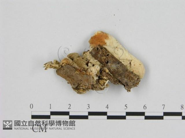 登錄號:F0009392藏品圖，第3張