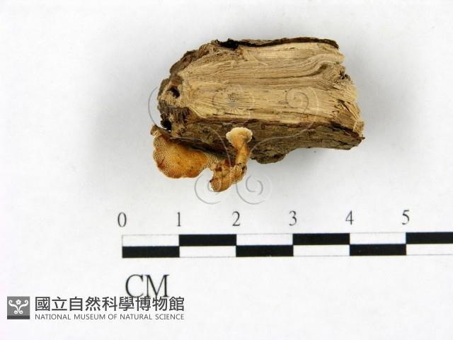 登錄號:F0023392藏品圖，第3張