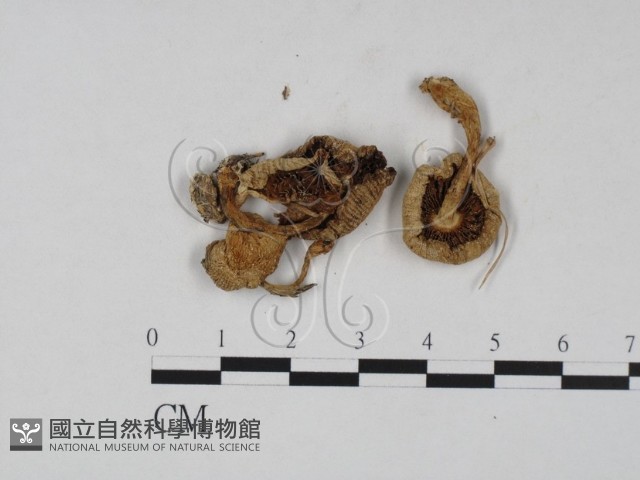 登錄號:F0003392藏品圖，第3張