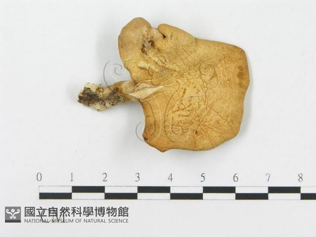 登錄號:F0020282藏品圖，第1張