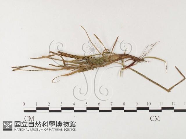 登錄號:F0026282藏品圖，第1張