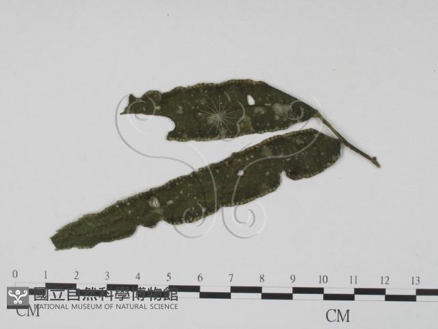 登錄號:F0021282藏品圖，第3張