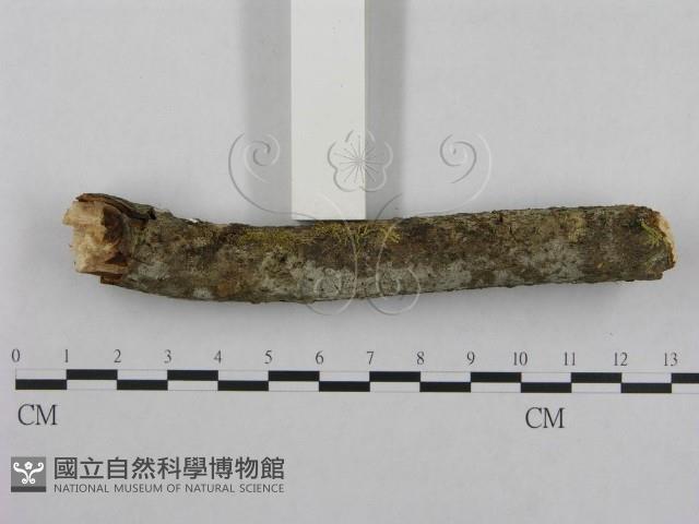 登錄號:F0001282藏品圖，第3張