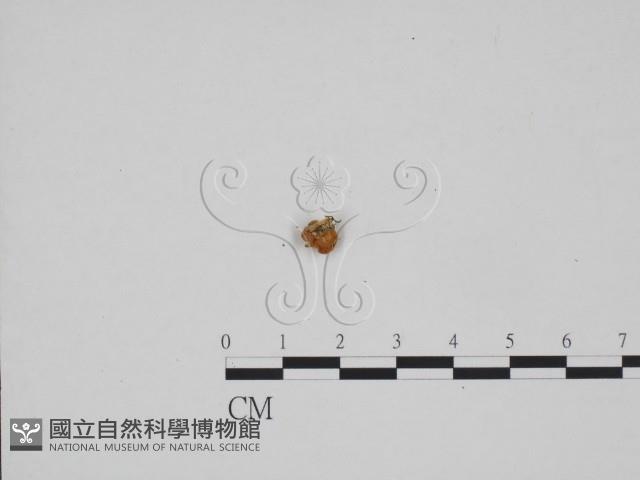 登錄號:F0024282藏品圖，第3張