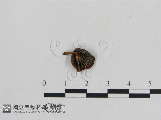 小菇屬藏品圖，第3張