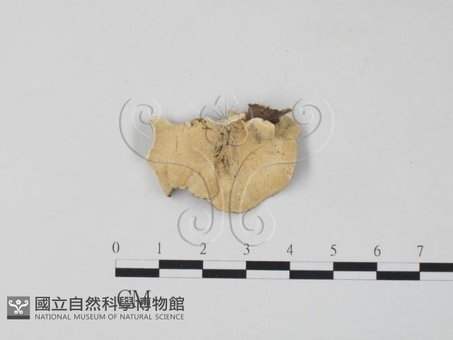 雲芝藏品圖，第3張