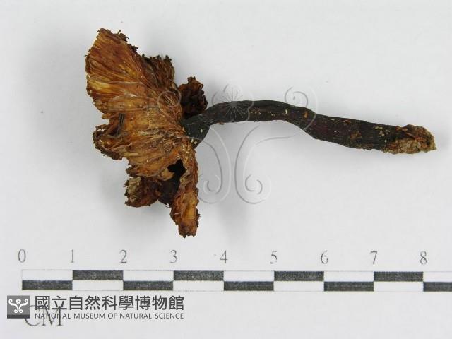 登錄號:F0002282藏品圖，第3張