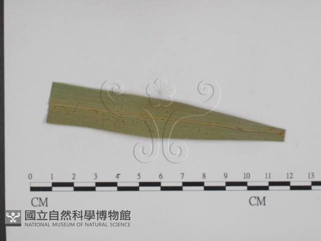 登錄號:F0012282藏品圖，第3張