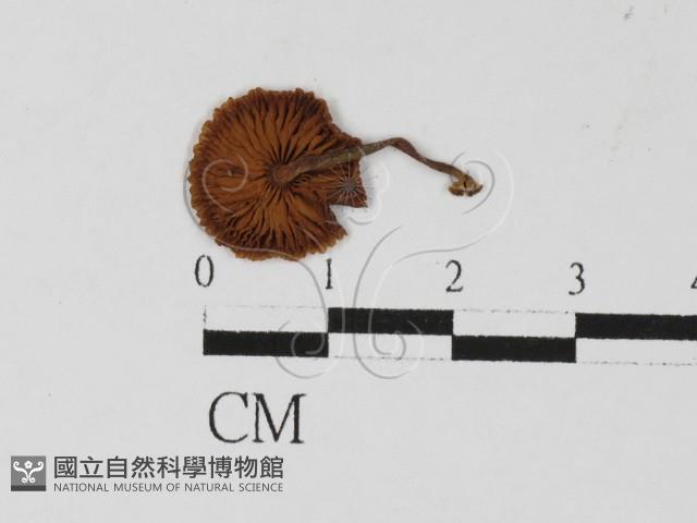 發光小菇藏品圖，第3張