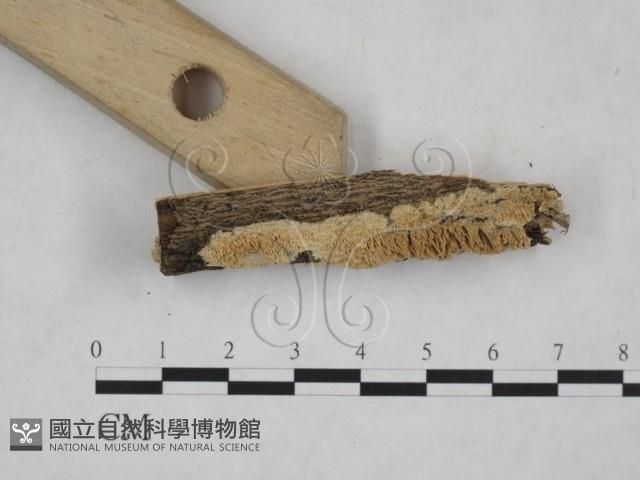 耙菌屬藏品圖，第3張