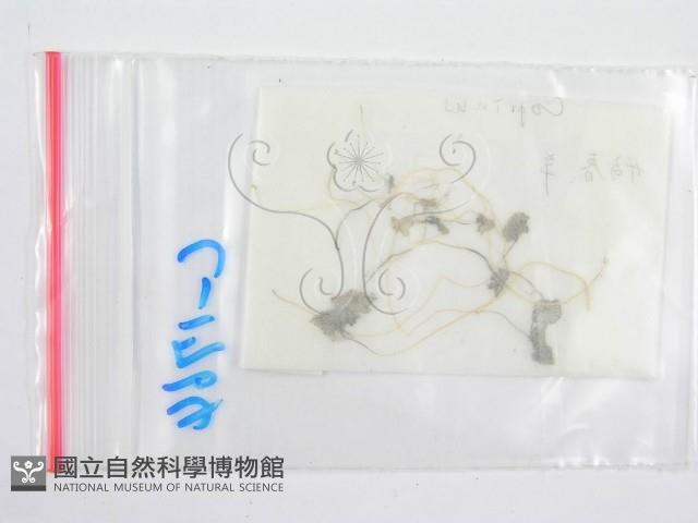 鬼傘屬藏品圖，第3張