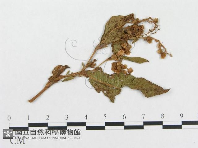 登錄號:F0019282藏品圖，第1張