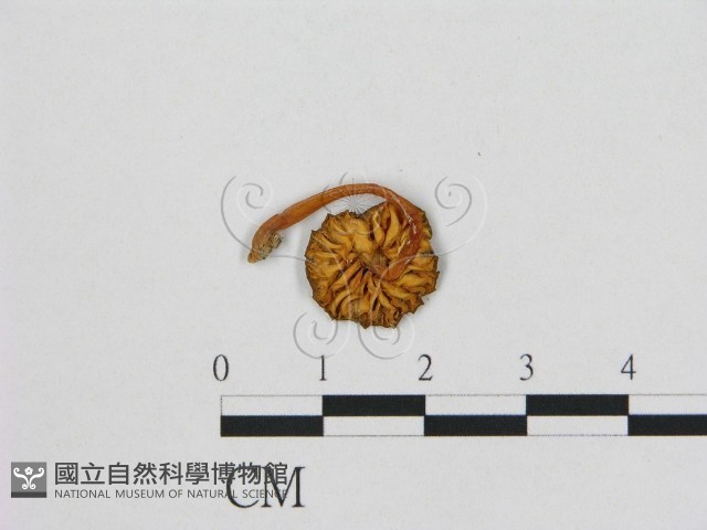 小皮傘屬藏品圖，第3張