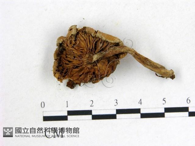 登錄號:F0013282藏品圖，第3張
