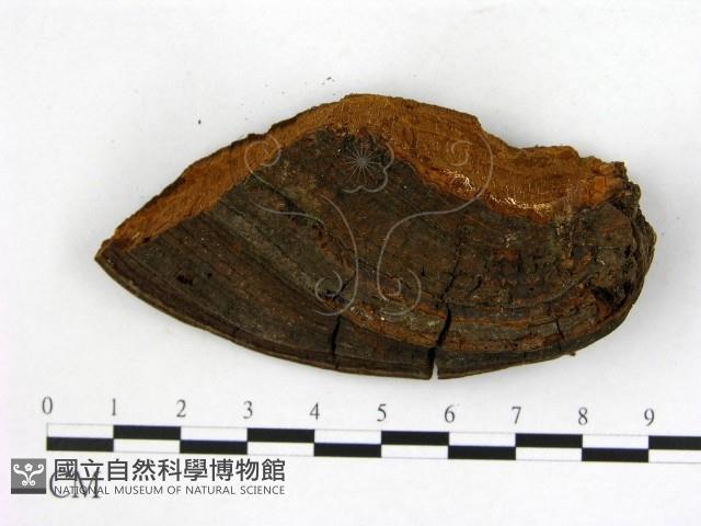 登錄號:F0018882藏品圖，第3張