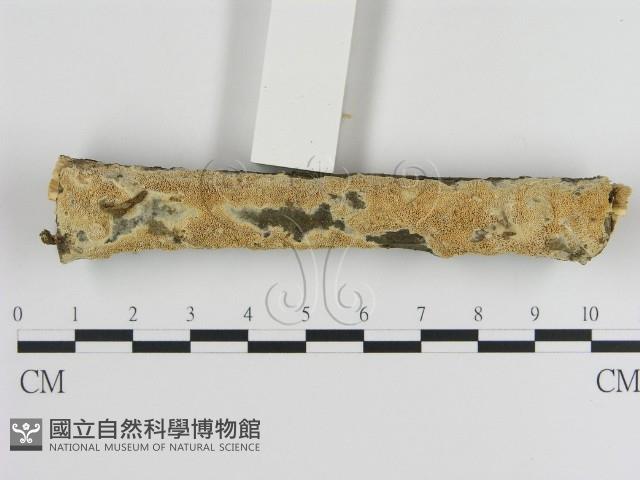 登錄號:F0020882藏品圖，第3張