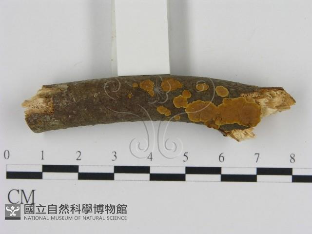 刺革菌屬藏品圖，第3張
