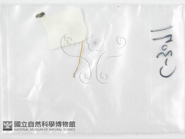 鬼傘屬藏品圖，第3張