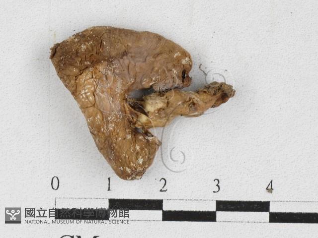 蘑菇藏品圖，第3張