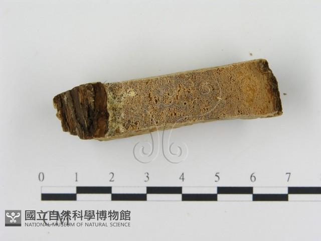 登錄號:F0006882藏品圖，第3張