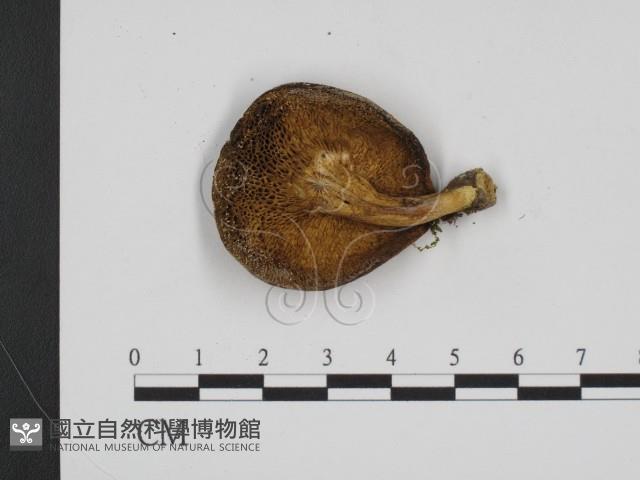 登錄號:F0021882藏品圖，第3張
