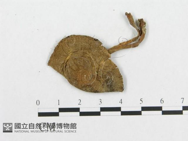 登錄號:F0001882藏品圖，第3張