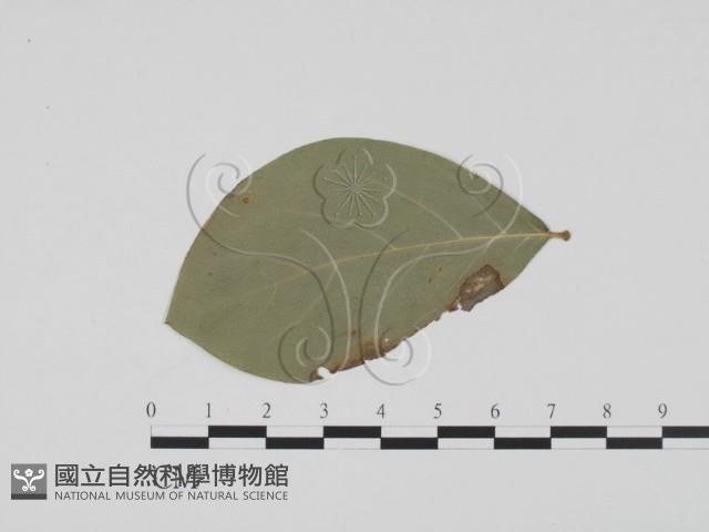 登錄號:F0011882藏品圖，第3張