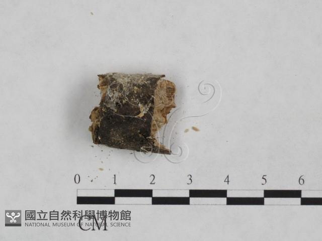 粗糙孢菌屬藏品圖，第3張