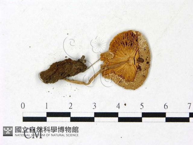 登錄號:F0022882藏品圖，第3張