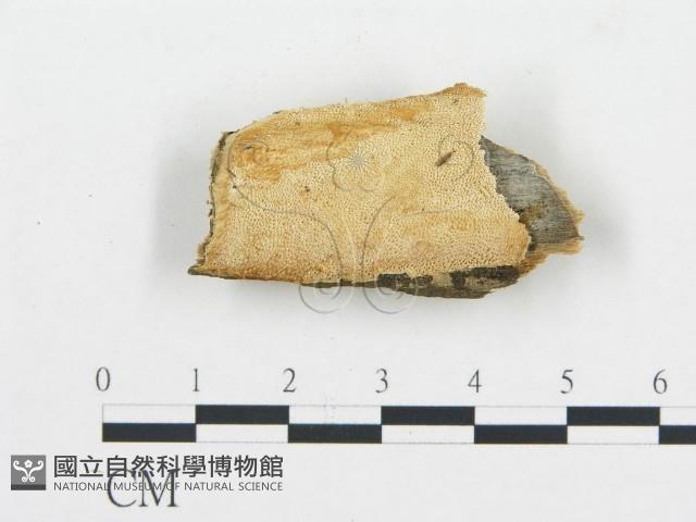 登錄號:F0017882藏品圖，第1張