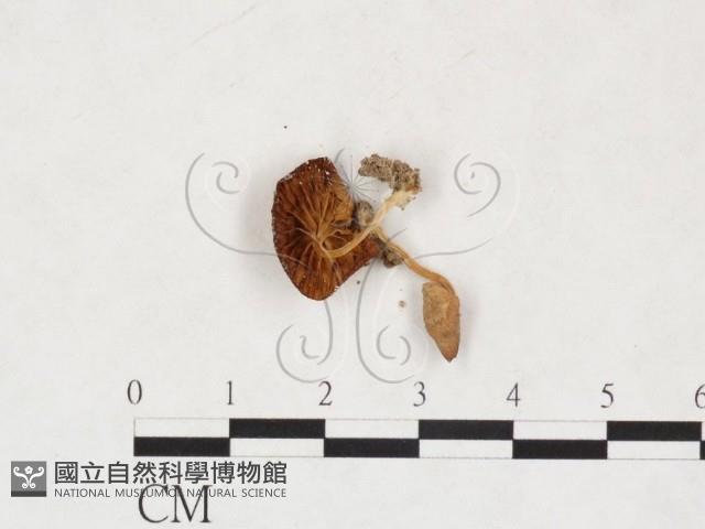 登錄號:F0025882藏品圖，第3張